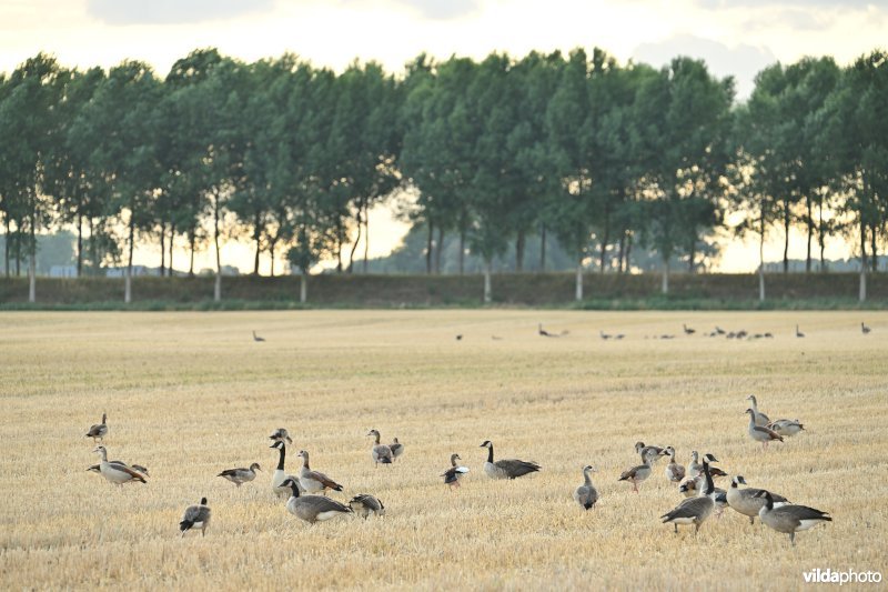 Koningskieldrechtpolder
