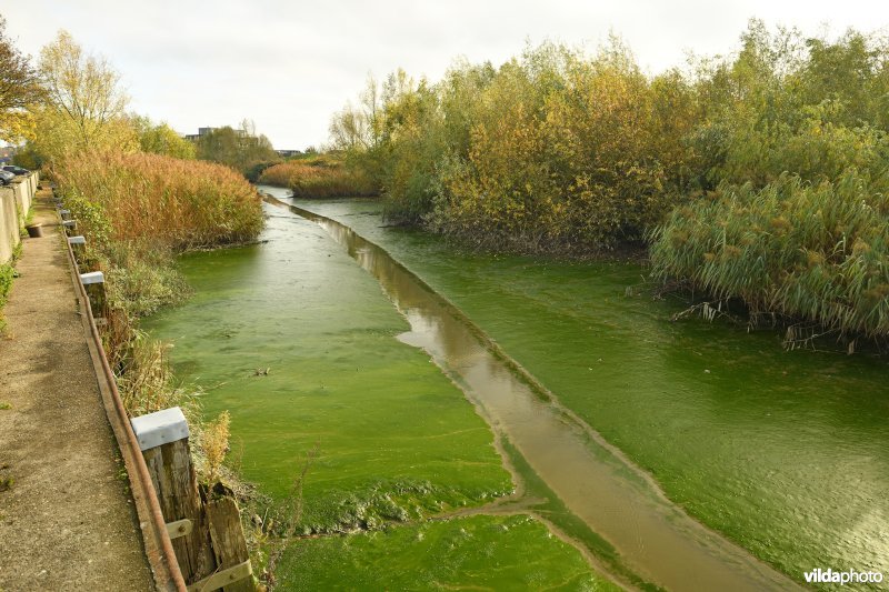 Toegeslibde Schelde in Gent
