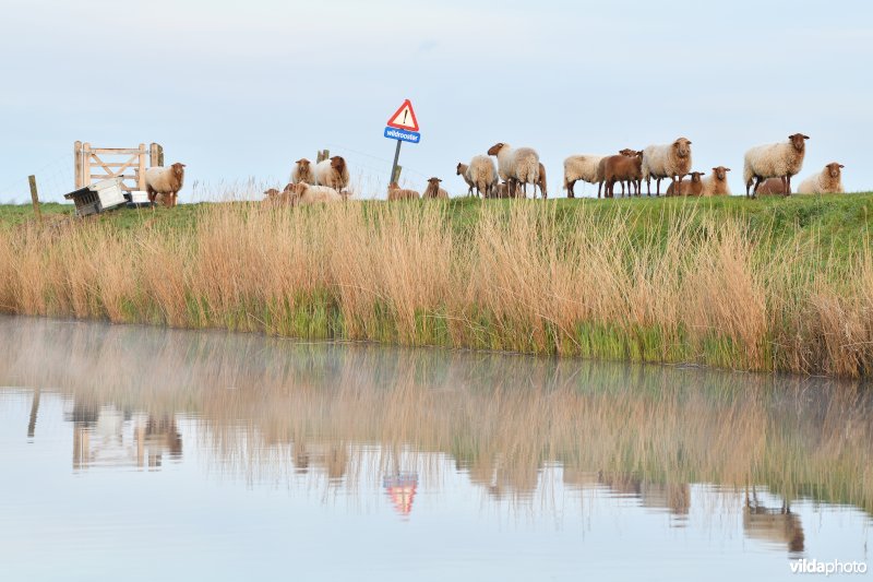 Kanaal Nieuwpoort-Duinkerke