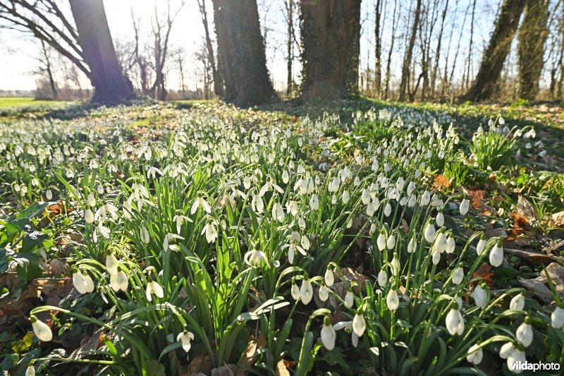 Gewone sneeuwklokjes