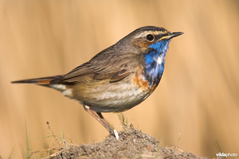 Blauwborstje