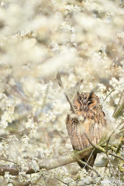 Roestende Ransuil in Sleedoorn