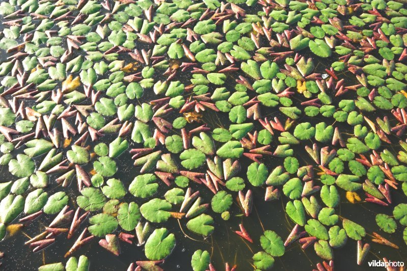 Blaadjes van Watergentiaan