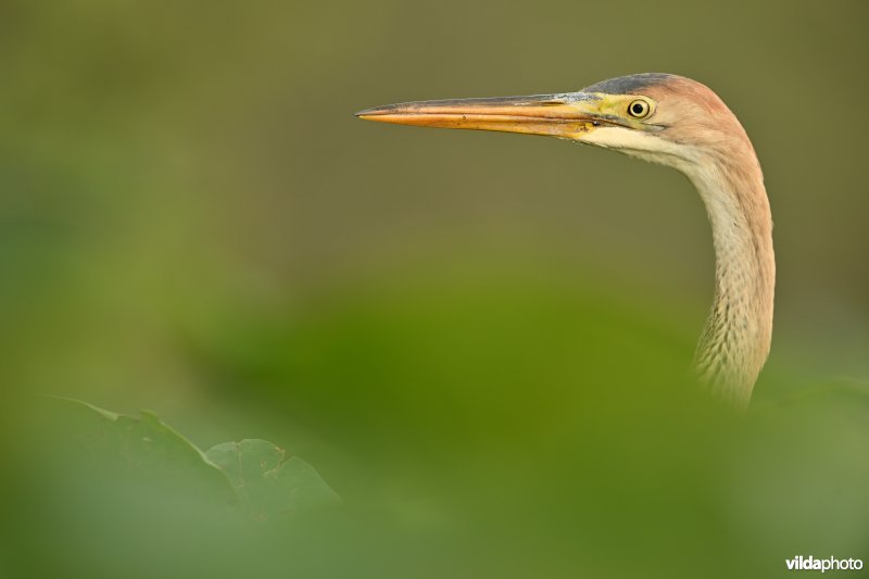 Purperreiger