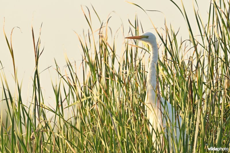 Grote zilverreiger