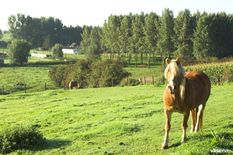 Jekervallei