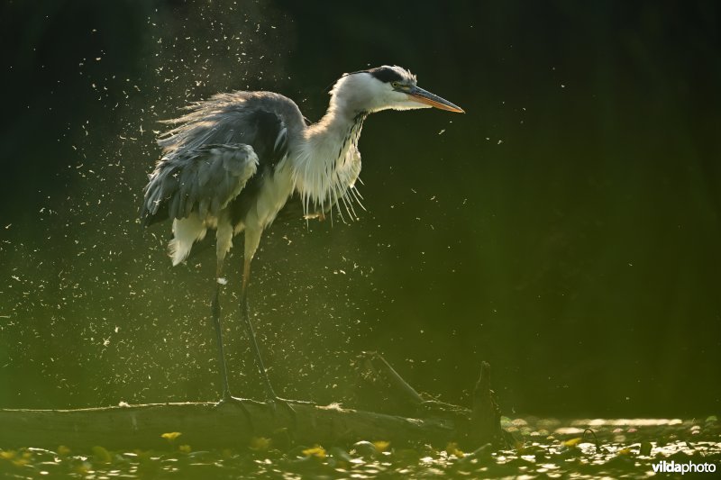 Uitschuddende Blauwe reiger