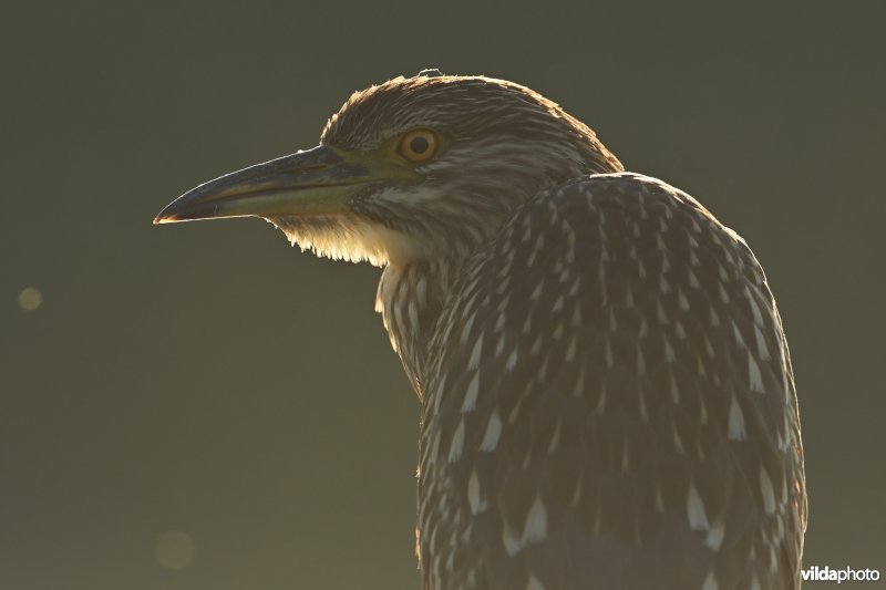 Kwak