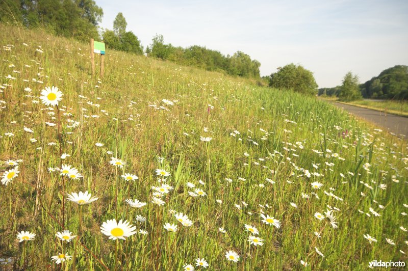 Kanaalbermen in Moen