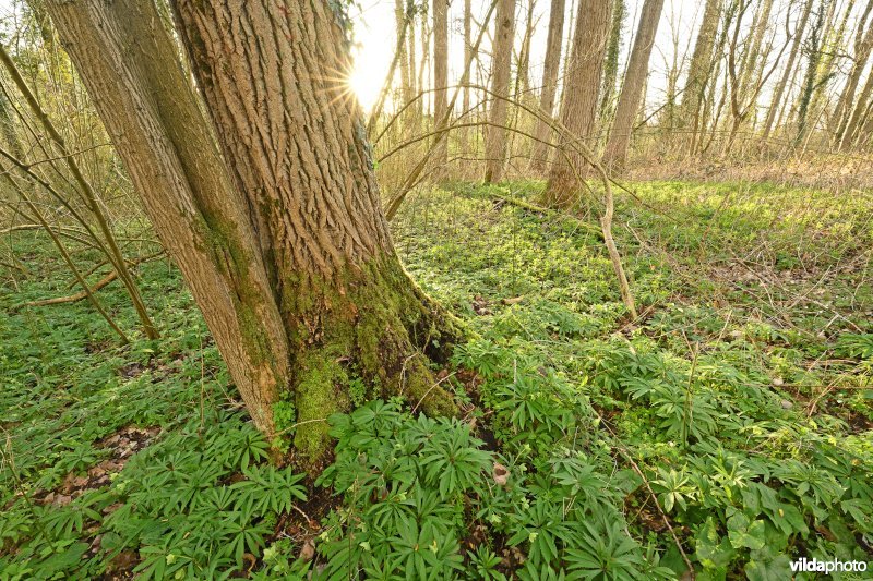 Steenbergse bossen