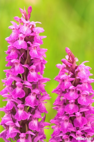 Brede orchis