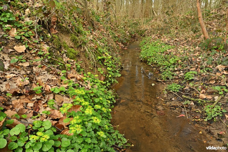 Molenbeek in het Steenbergbos