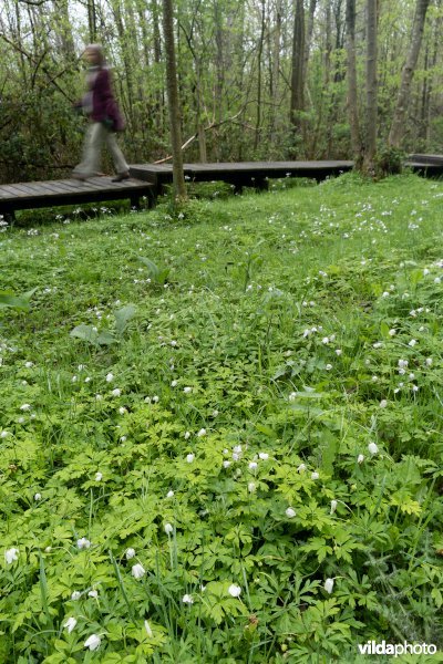 Wandelen in bos t'Ename