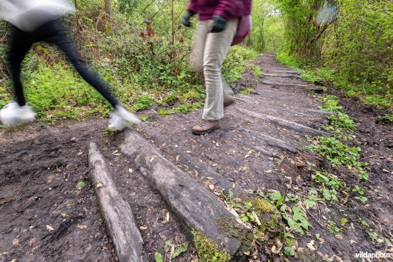 Wandelen in bos t'Ename