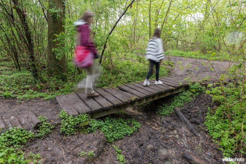 Wandelen in bos t'Ename