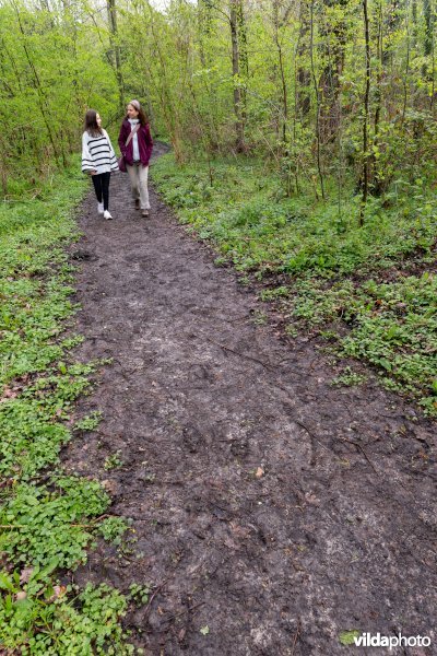 Wandelen in bos t'Ename