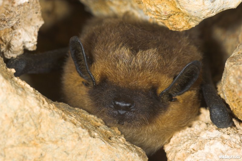 Winterslapende laatvlieger