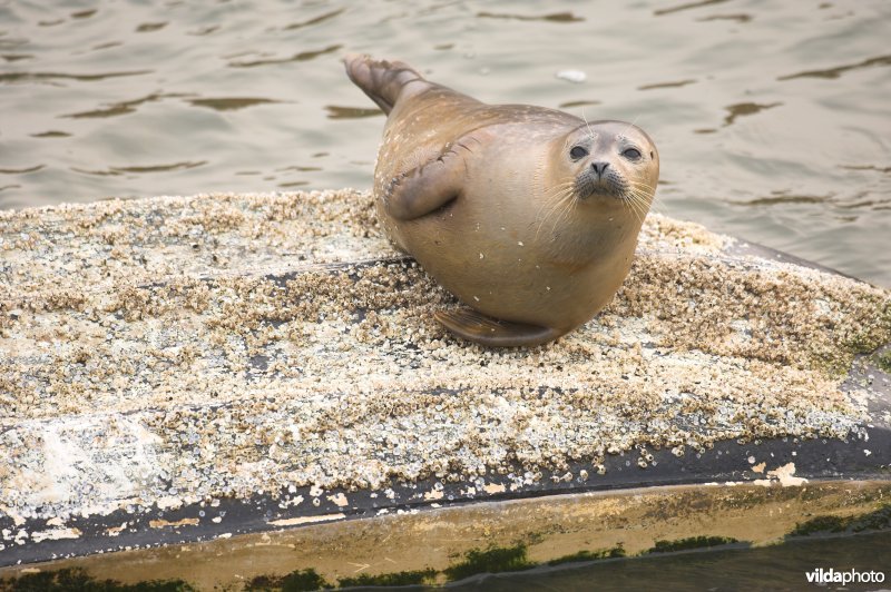 Gewone zeehond op roeibootje