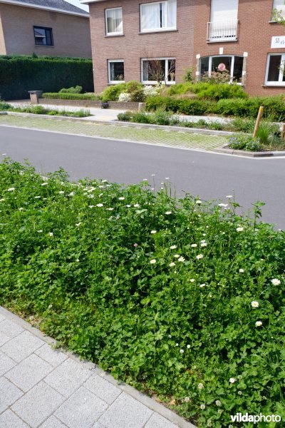 Wadi op onthard voetpad