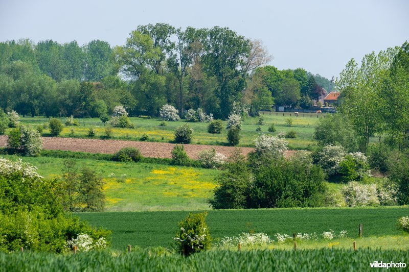 Kleinschalig landschap