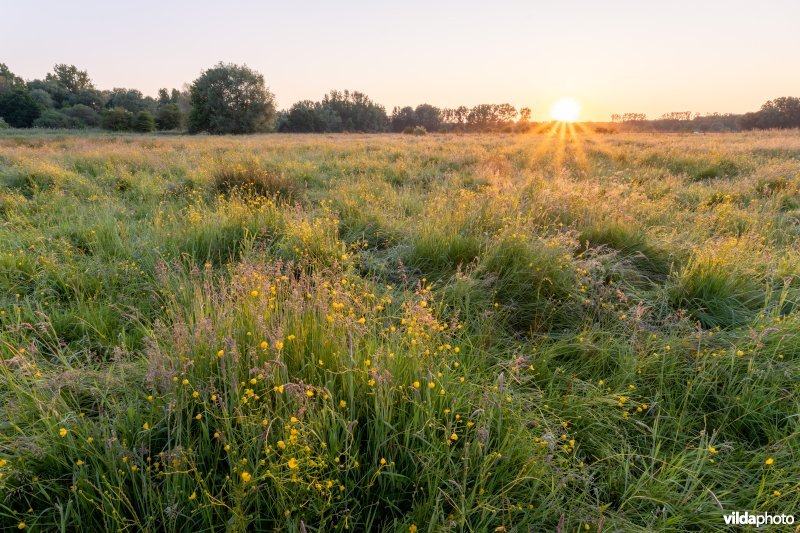 Grasland bij zonsopgang