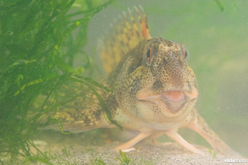 Steenslijmvis