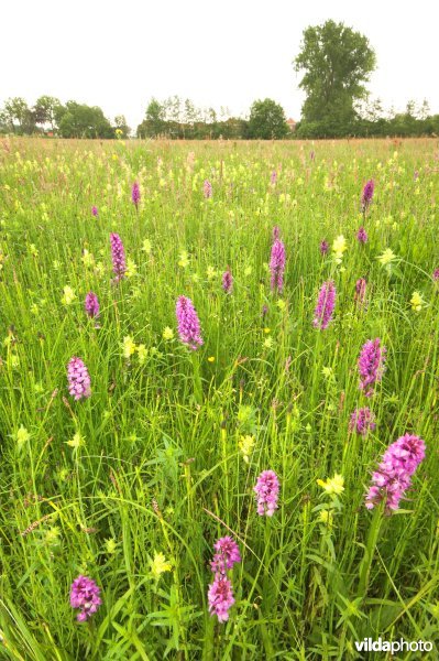 Orchideeën in de Blekerij
