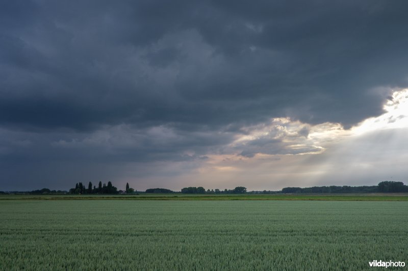 Tarweakker op Cortenoever, Brummen