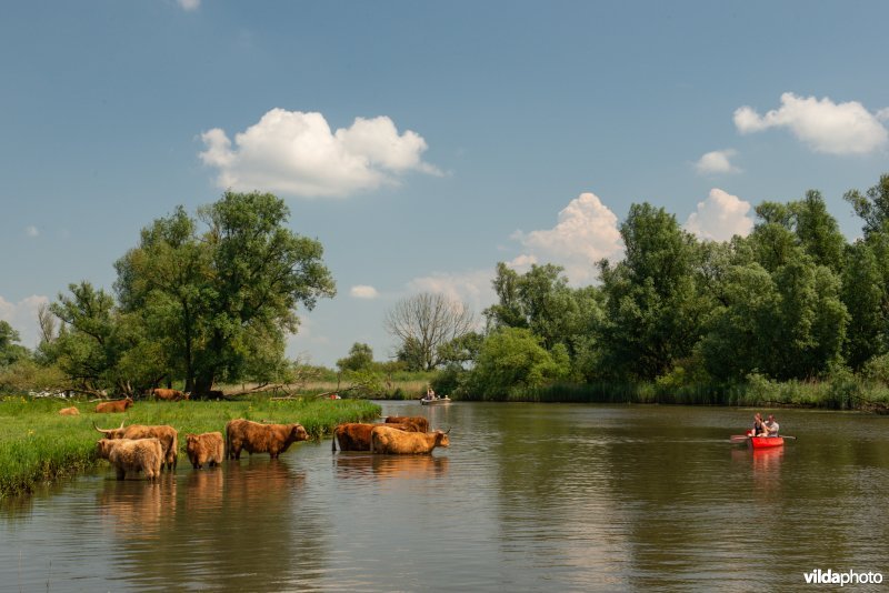 Kanovaarders en schotse hooglanders in de Biesbosch