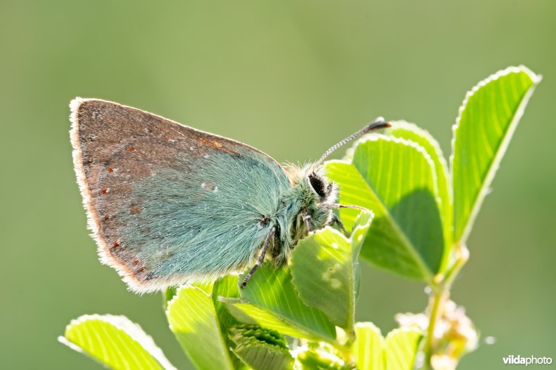 Groene klaverpage