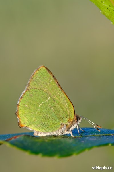 Aardbeiboomgroentje