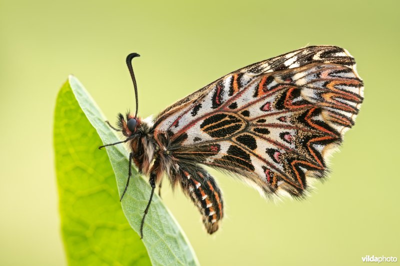 Zuidelijke pijpbloemvlinder