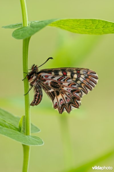 Zuidelijke pijpbloemvlinder