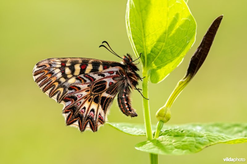 Zuidelijke pijpbloemvlinder