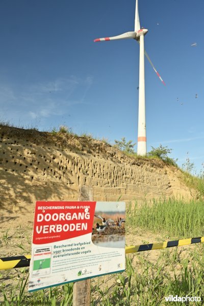 Oeverzwaluw kolonie in de haven van Antwerpen