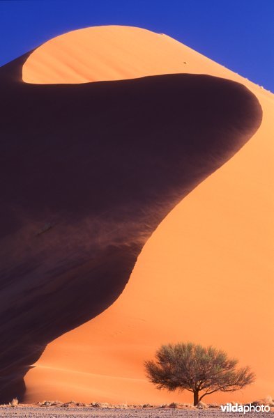 Hoge duinen in Namibië