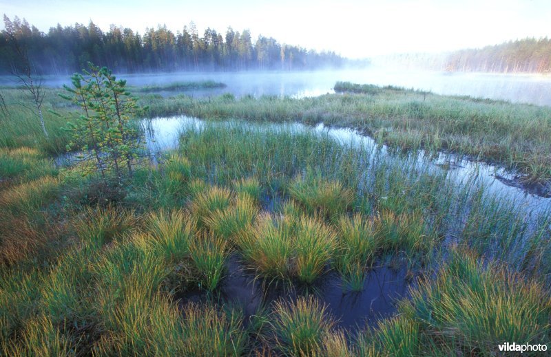 Veengebied in Finland