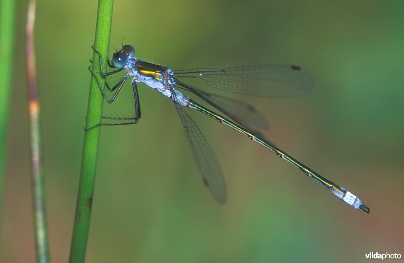 Gewone pantserjuffer