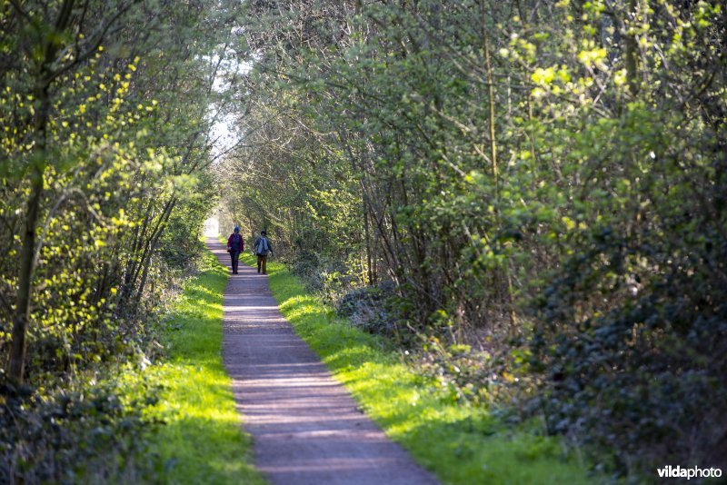 wandelaars in het Provinciaal natuurdomein Hospicebossen