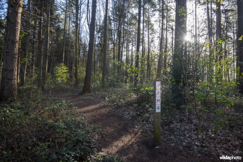 wandelpad in het Provinciaal natuurdomein Hospicebossen