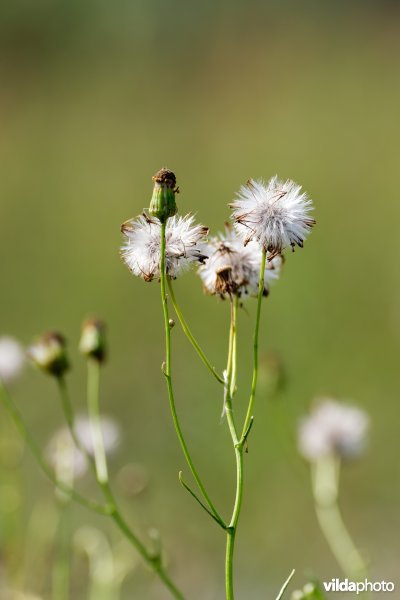 Bezemkruiskruid