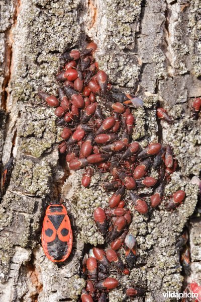 Lindenspitskoppen en Vuurwantsen