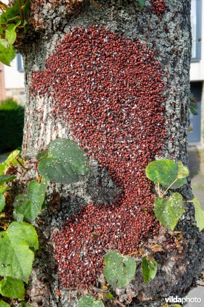 Massale groep Lindenspitskoppen