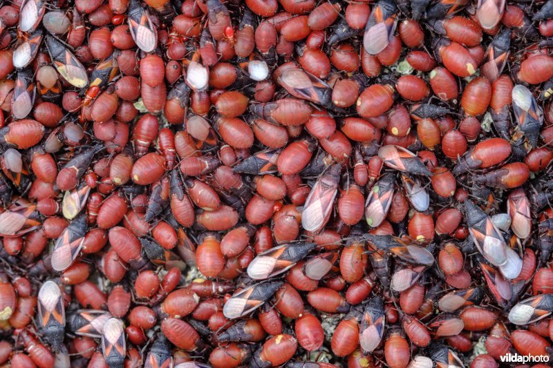 Massale groep Lindenspitskoppen