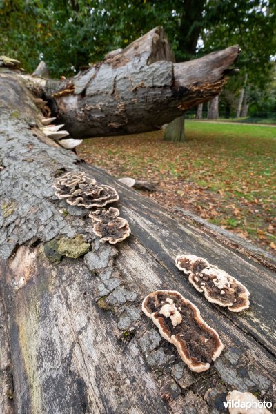 Paddenstoelen op een dode beuk