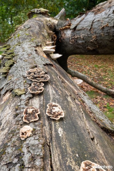 Paddenstoelen op een dode beuk