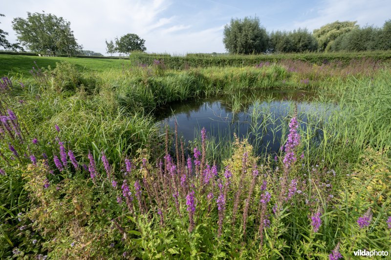 Poel met Grote kattenstaart