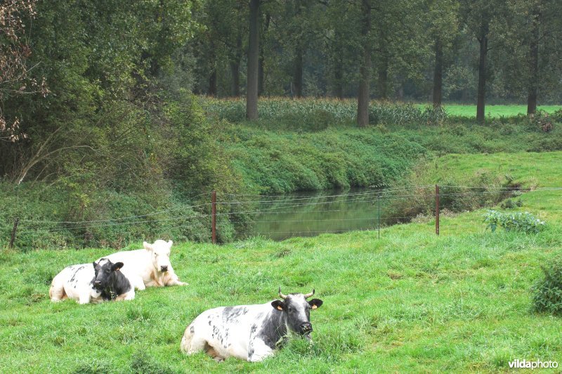 Koeien langs de rivier de Zenne