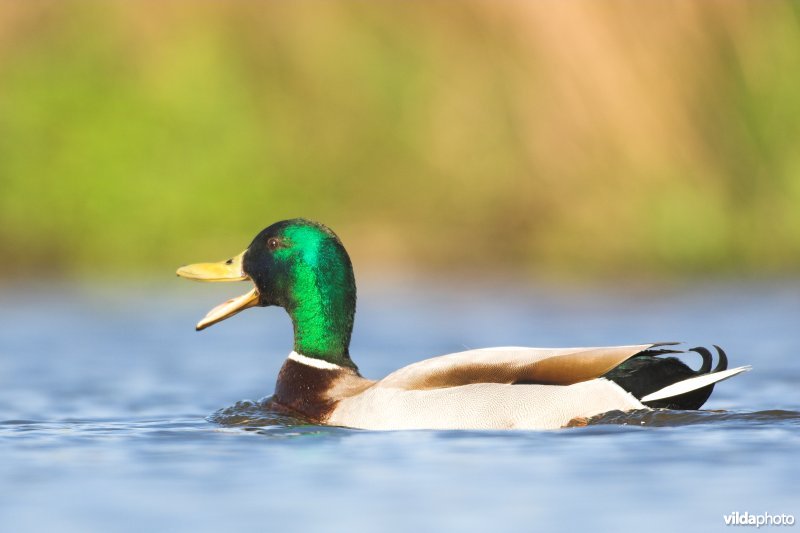 Wilde Eend