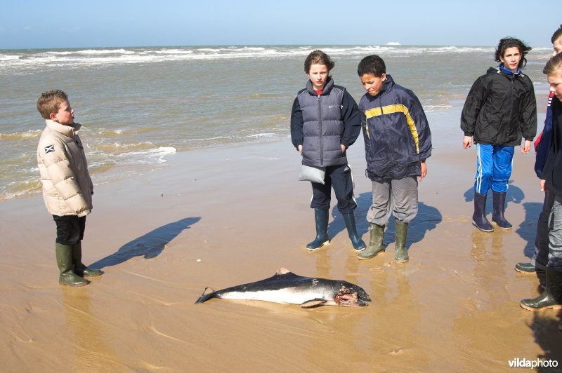 Kindjes bekijken dode bruinvis